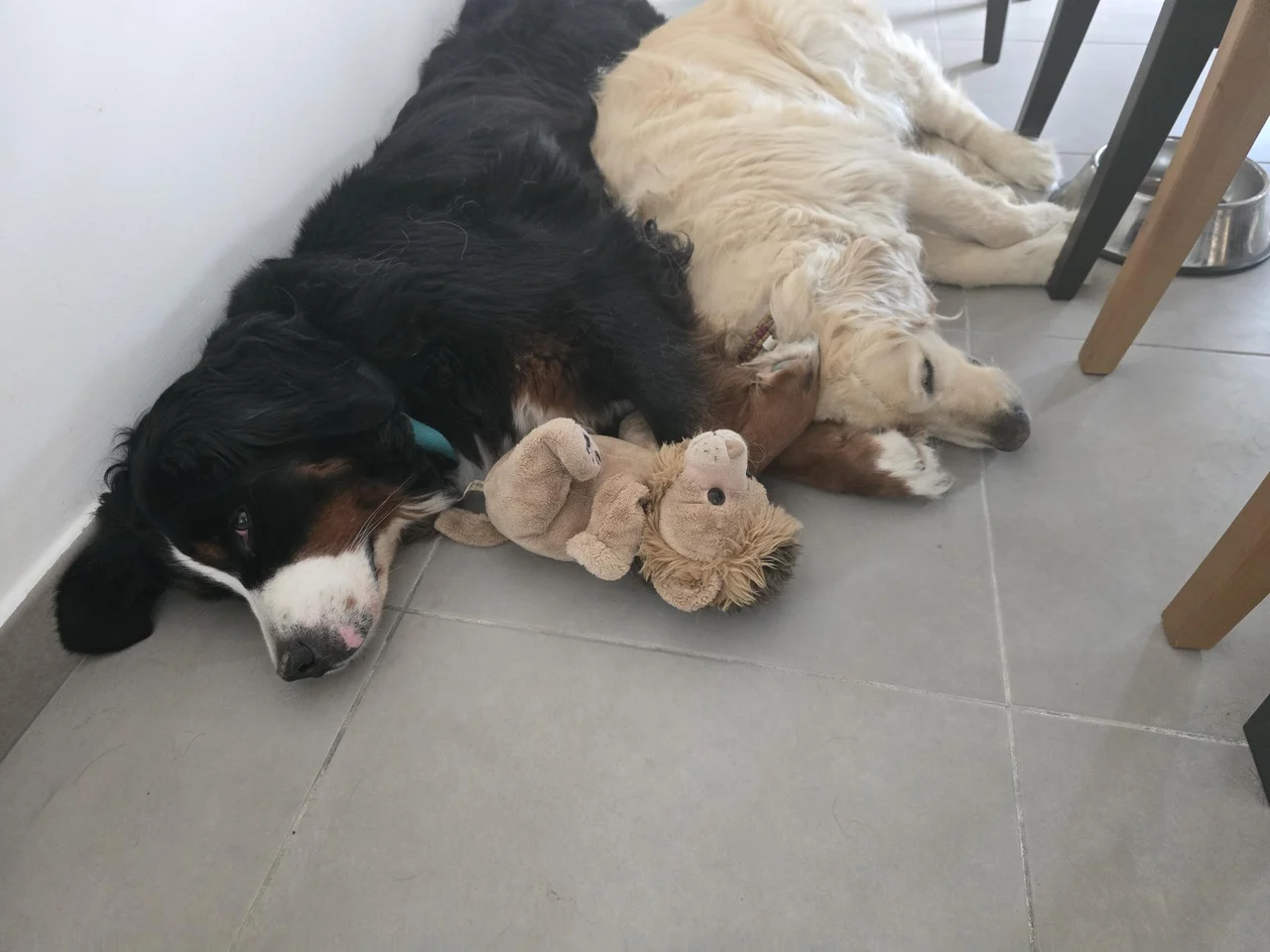 Sky and Whynot lying side by side with a soft toy between them