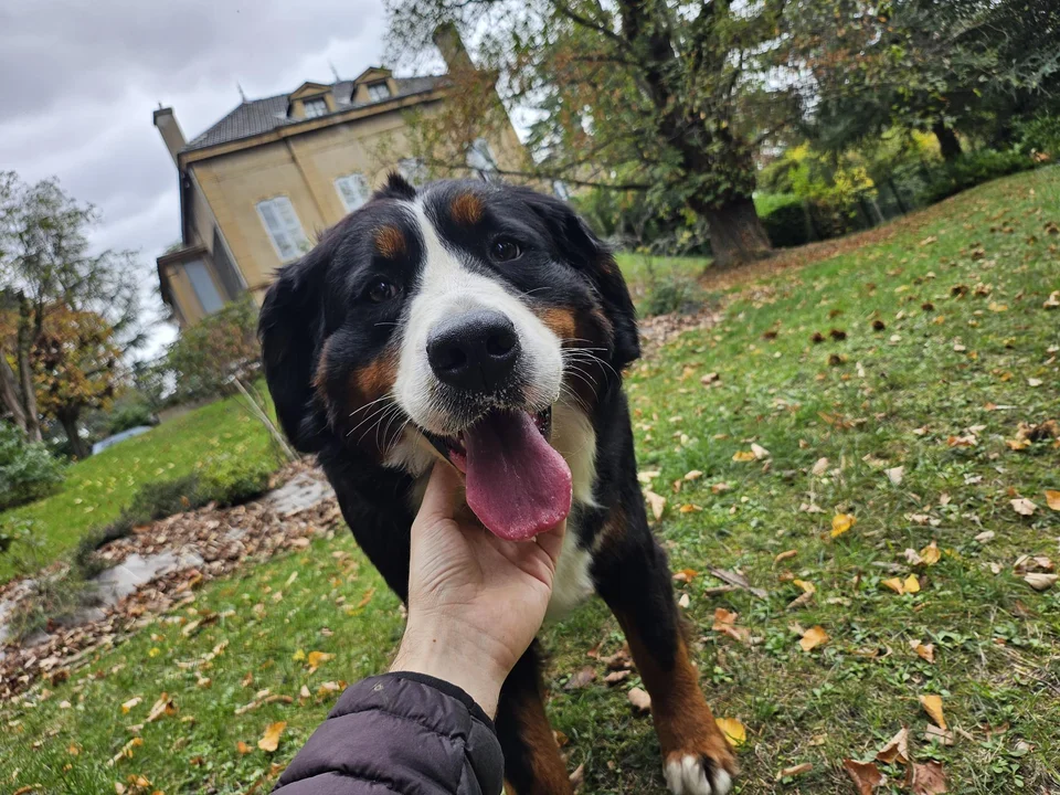 Sky, the Bernese Mountain Dog, in a garden