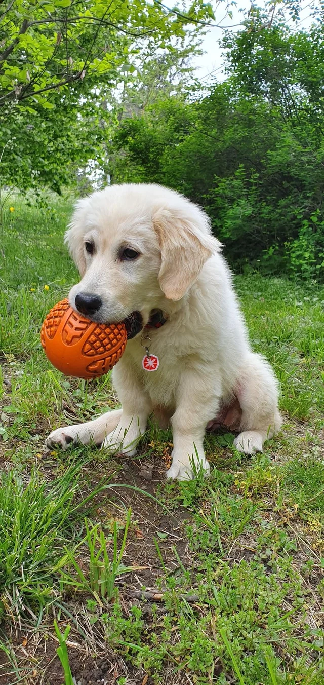 Whynot in the grass with an orange ball in the mouth